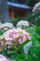 ピンク色の紫陽花