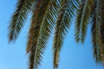 Palm tree green leaves against blue sky, sunny travel tropical background, summer holidays and relax concept