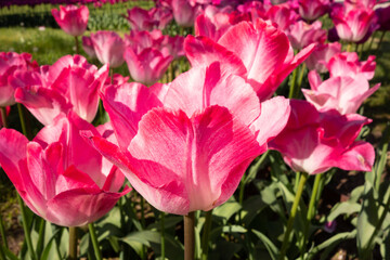 Obraz premium Beautiful tulips in the park. Spring concept.