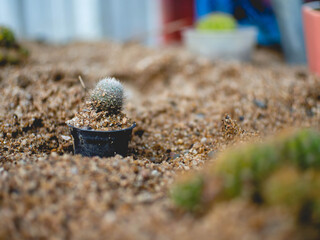 A cactus plant on the sand