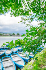 京都の葉越しの川と船