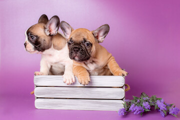 a group of puppies in a basket with flowers on a purple background