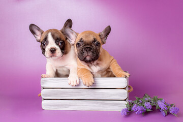 a group of puppies in a basket with flowers on a purple background