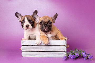 a group of puppies in a basket with flowers on a purple background