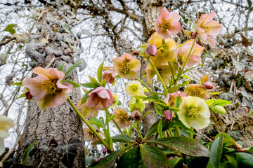 dreifarbige Christrosen vor Bäumen © SteveMC