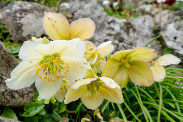 Fototapeta premium einzelne weiße Christrosen Blüte mit verblühten Blüten