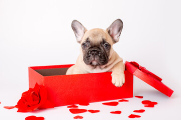 french bulldog puppy in red box valentine's day