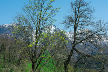 若葉が芽吹きだした木々と雪が残る山