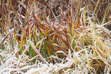 Odmrożona zielona trawa posypana śniegiem  © vofchok