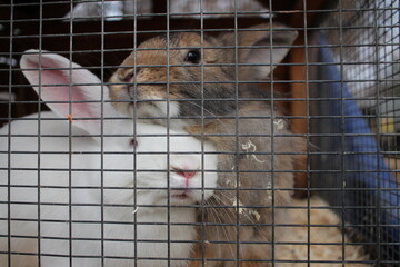 Obraz premium rabbits are white animals sitting in a cage behind bars