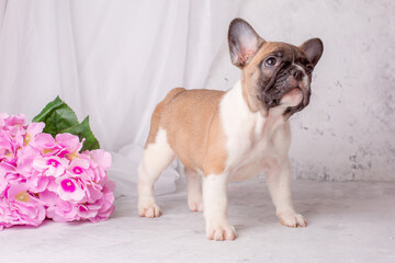 a French bulldog puppy stands on a gray background with flowers