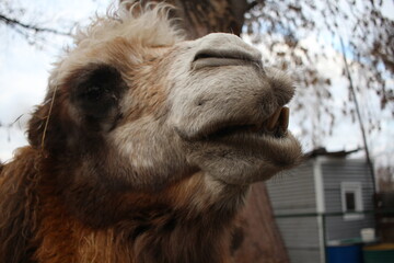 camel shaggy animal head looks muzzle