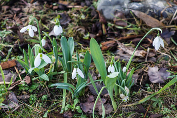 Schneeglöckchen als Frühlingsboten