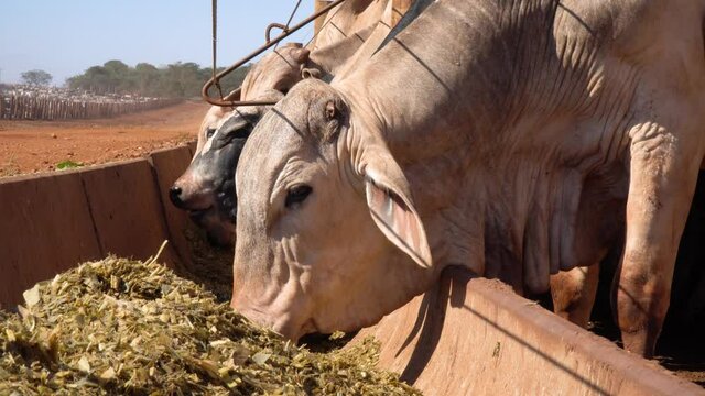 Agribusiness - Close cattle, white Nellore, Angus, beef cattle feedlot, close nelore - Livestock