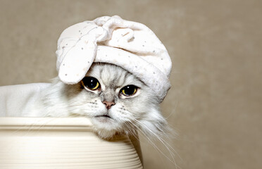 Cute white-gray cat relaxing under a blanket in a hat for sleeping.