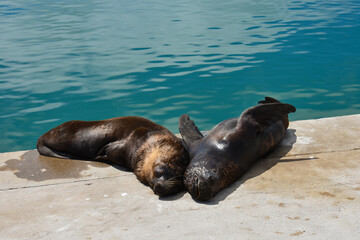 
Sea lions sleeping together in the harbor