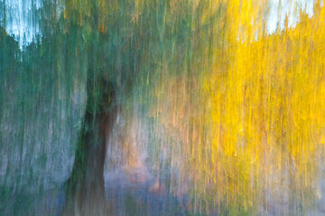 Olivo, Parque Natural Sierra de Andújar, Jaen, Andalucía, España