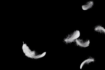Light white fluffy feather floating in the dark. black background.