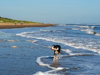 Border collie dog paddling amongst shallow waves on Mablethorpe beach, Lincolnshire, England © AngieC