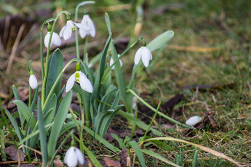 Schneegl&ouml;ckchen als Fr&uuml;hlingsboten