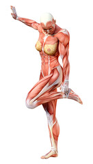 3D Rendering Female Anatomy Figure on White