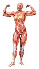 3D Rendering Female Anatomy Figure on White