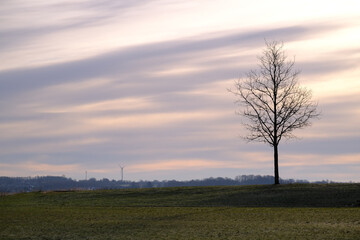 Fototapeta premium Einzelstehender Baum steht auf einer Wiese