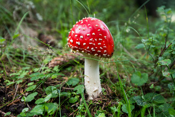 amanita muscaria fly agaric mushroom
