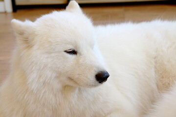 Samoyeds dog is sleeping in the house, Teasing for fun of the pet.