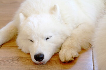 Samoyed dog  is sleeping in the house, Close-up portrait.