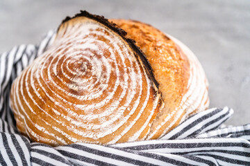 Wheat Sourdough Bread