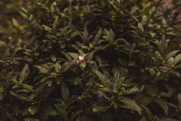 Two wedding rings on leaves