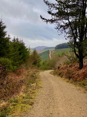 Pathway through the forestry in Wales