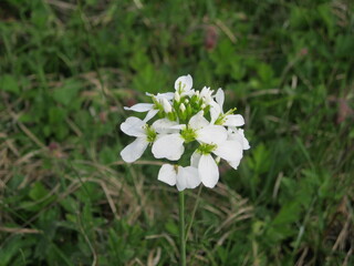 flowers in the forest