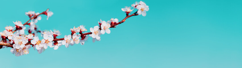 Blossoming apricot tree branches with copy space banner