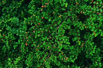 Obraz premium Green leaves background.