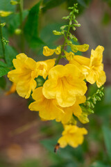 Yellow beautiful flowers on a branch with light green leaves. Landscaping design