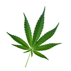 Green Cannabis leaf isolated on white. Hemp leaf cutout close up. Marijuana drugs is produced from Cannabis leaf