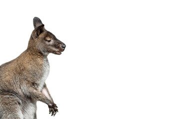 Male kangaroo portrait isolated on white background. Big kangaroo full length, side view. The kangaroo preparing to jump. Banner with copy space