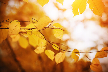 Yellowed in the autumn, the leaves of the linden on the thin branches are illuminated by bright sunlight. Warm golden autumn.