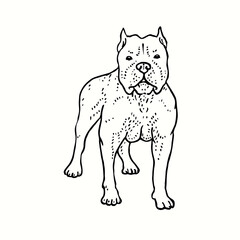 American pit bull terrier standing, front view. Ink black and white drawing. Vector illustration