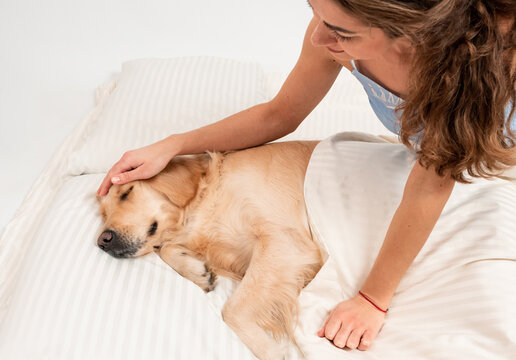 Sad dog face Golden retriever sleeping on the bed. Dog covered in white blanket. Spanding time at home. The pet got sick. An unhealthy animal.