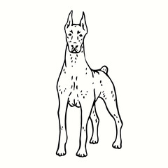 Doberman Pinscher, front view.  Ink black and white drawing. Vector illustration