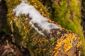 Voutezac (Corrèze, France) - Scène hivernale en sous bois