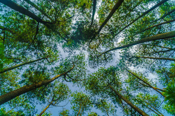 Fototapeta na wymiar Trees of green forest with sky view, looking up, up view, low angle shot. Beautiful fresh nature, Indonesia landscape from Taman Hutan Raya Juanda Bandung, West Java.
