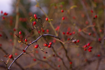 rosa canina wild plant in the nature. Dog-rose ripe medicinal fruits of red color