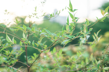 Backlighting leaf in the city