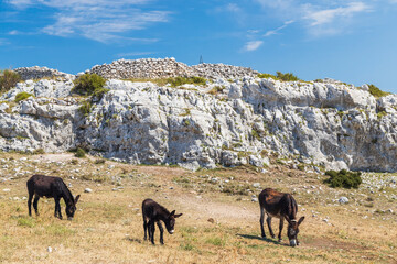 Donkey near Monte Sant Angelo, Apulia region, Italy