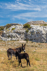 Donkey near Monte Sant Angelo, Apulia region, Italy