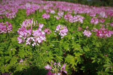 Pink spider flower or cleome spinosa linn, close up in the garden.